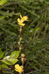 Narrowleaf primrose-willow